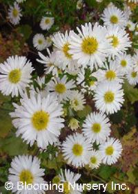 Aster dumosus 'Mt. Everest'                  